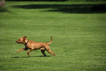 Hundewiese Eickhorst